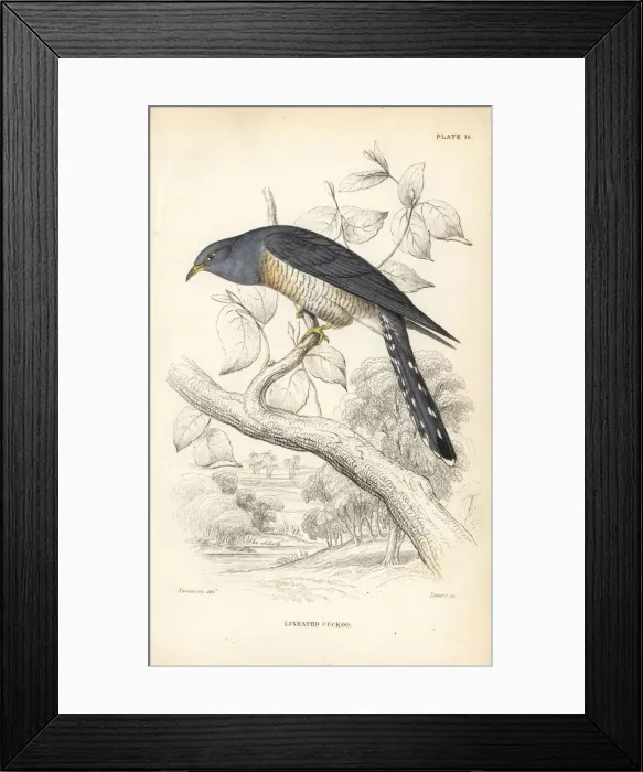 Framed Print : African cuckoo, Cuculus gularis Framed Print : African cuckoo, Cuculus gularis