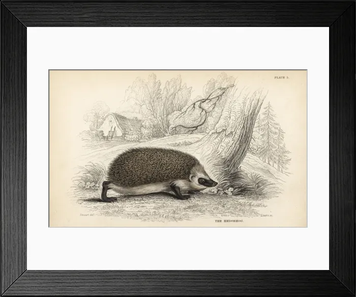 Framed Print : European hedgehog, Erinaceus europaeus Framed Print : European hedgehog, Erinaceus europaeus