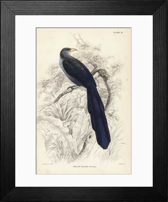 Framed Print : Yellowbill (Senegal), Ceuthmochares aereus flavirostris Framed Print : Yellowbill (Senegal), Ceuthmochares aereus flavirostris