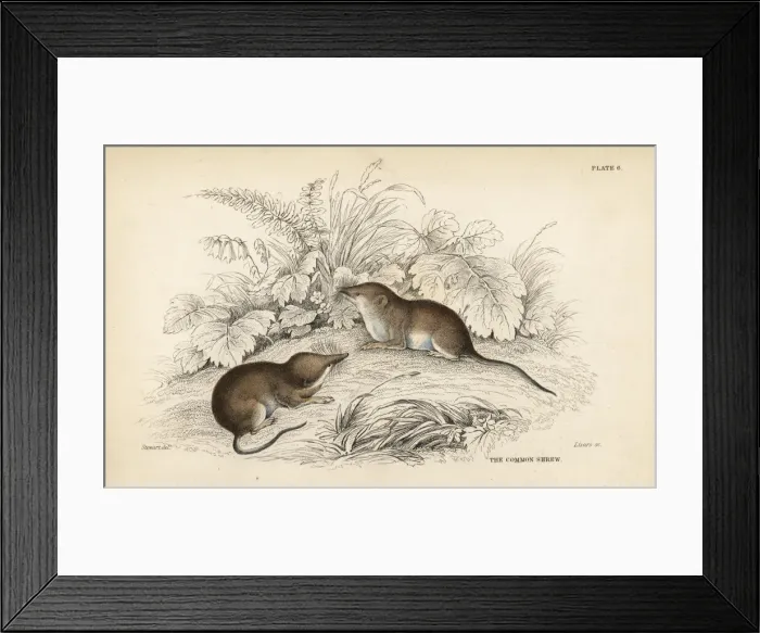 Framed Print : Common shrew, Sorex araneus Framed Print : Common shrew, Sorex araneus