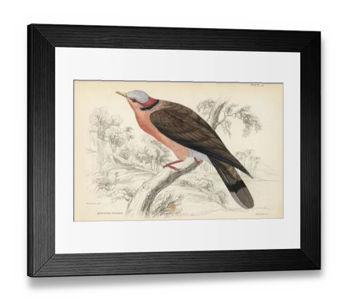 Framed Print : Red-eyed dove, Streptopelia semitorquata Framed Print : Red-eyed dove, Streptopelia semitorquata