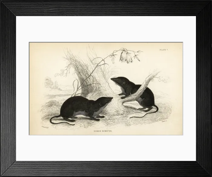 Framed Print : Water shrew, Neomys fodiens Framed Print : Water shrew, Neomys fodiens
