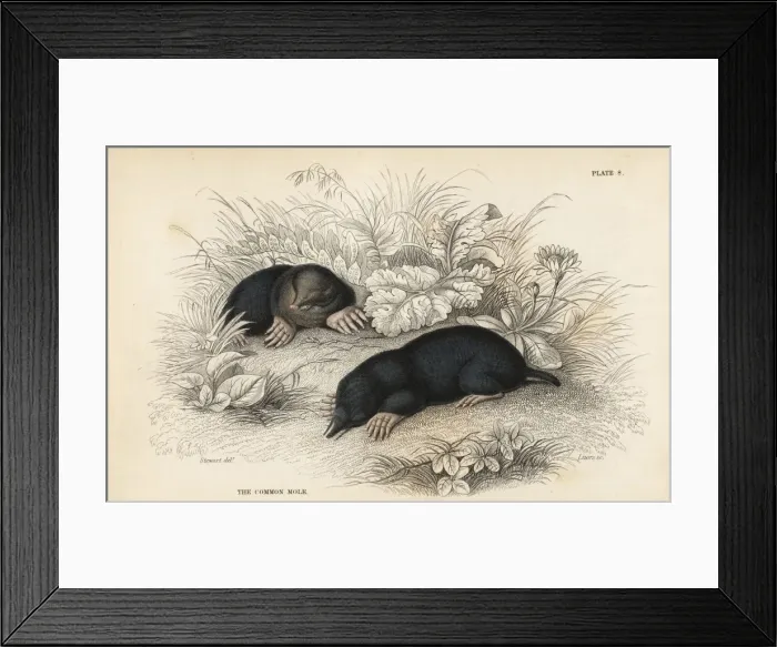Framed Print : European mole, Talpa europaea Framed Print : European mole, Talpa europaea