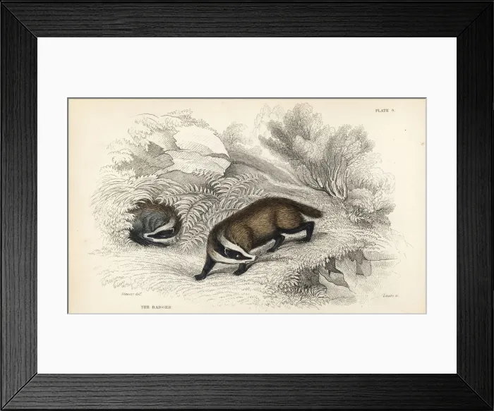Framed Print : European badger, Meles meles Framed Print : European badger, Meles meles