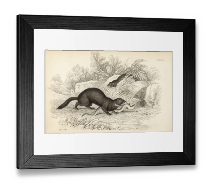 Framed Print : European polecat, Mustela putorius Framed Print : European polecat, Mustela putorius