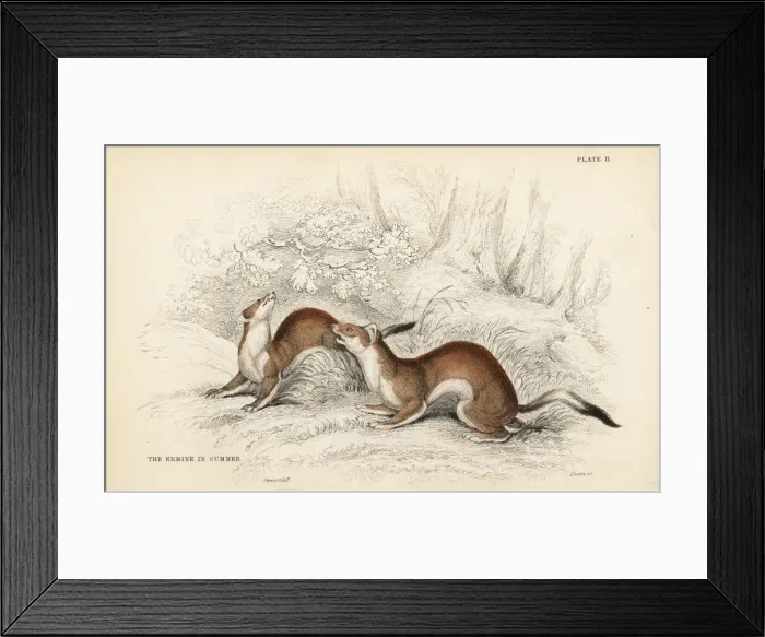 Framed Print : Ermine, Mustela erminea, in summer coat Framed Print : Ermine, Mustela erminea, in summer coat