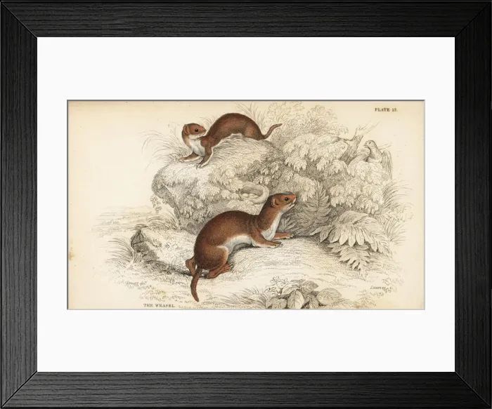 Framed Print : Weasel, Mustela nivalis Framed Print : Weasel, Mustela nivalis