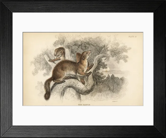 Framed Print : Pine marten, Martes martes Framed Print : Pine marten, Martes martes