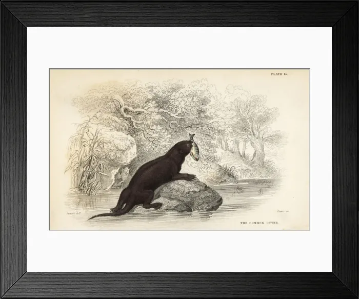 Framed Print : Common otter, Lutra lutra Framed Print : Common otter, Lutra lutra