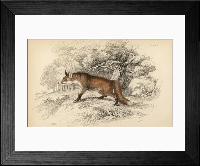 Framed Print : Red fox, Vulpes vulpes Framed Print : Red fox, Vulpes vulpes