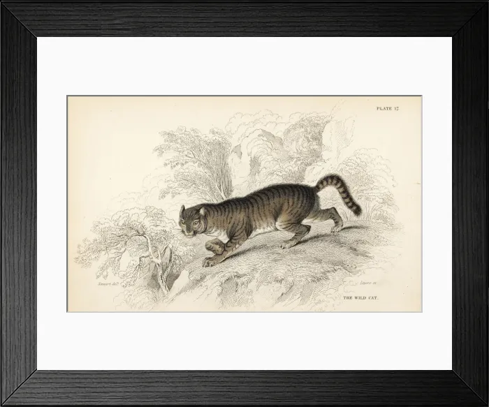 Framed Print : Wildcat, Felis silvestris Framed Print : Wildcat, Felis silvestris