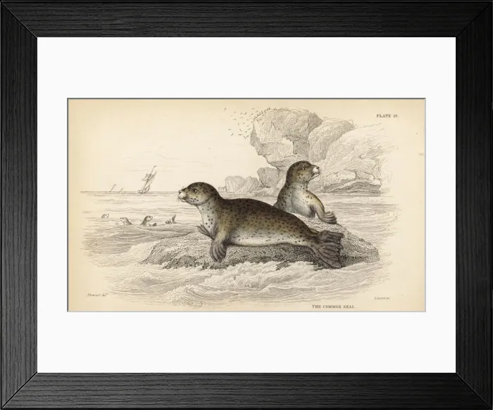 Framed Print : Common or harbour seal, Phoca vitulina Framed Print : Common or harbour seal, Phoca vitulina
