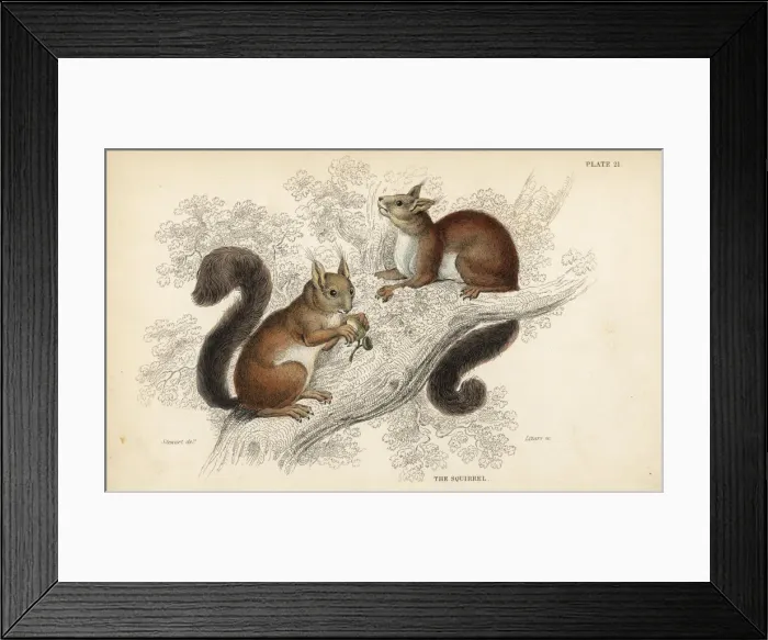 Framed Print : Red squirrel, Sciurus vulgaris Framed Print : Red squirrel, Sciurus vulgaris