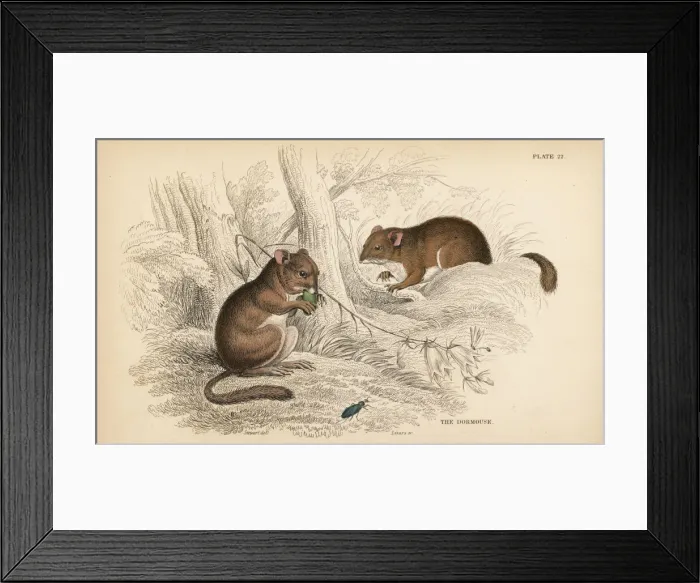 Framed Print : Common dormouse, Muscardinus avellanarius Framed Print : Common dormouse, Muscardinus avellanarius