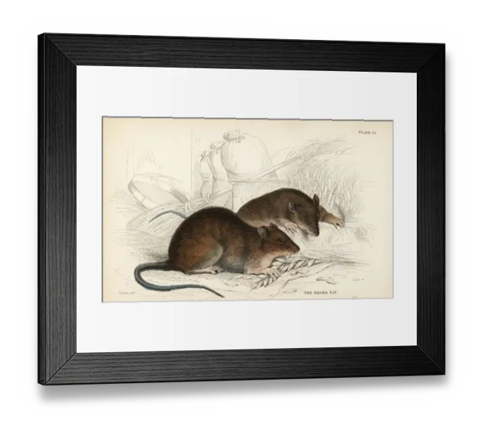 Framed Print : Brown rat, Rattus norvegicus Framed Print : Brown rat, Rattus norvegicus