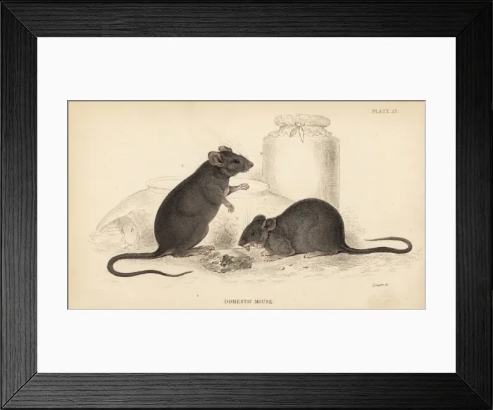 Framed Print : Domestic mouse, Mus musculus Framed Print : Domestic mouse, Mus musculus