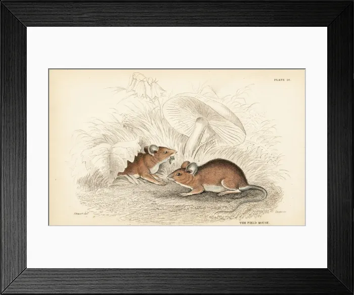 Framed Print : Wood mouse, Apodemus sylvaticus Framed Print : Wood mouse, Apodemus sylvaticus