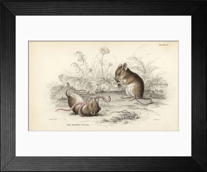 Framed Print : Harvest mouse, Micromys minutus (Mus messorius), with worm Framed Print : Harvest mouse, Micromys minutus (Mus messorius), with worm