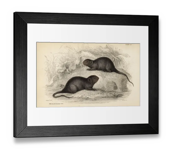 Framed Print : Water vole, Arvicola amphibius Framed Print : Water vole, Arvicola amphibius