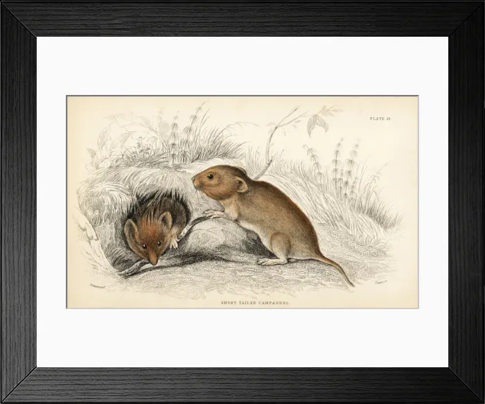 Framed Print : Bank vole, Myodes glareolus Framed Print : Bank vole, Myodes glareolus
