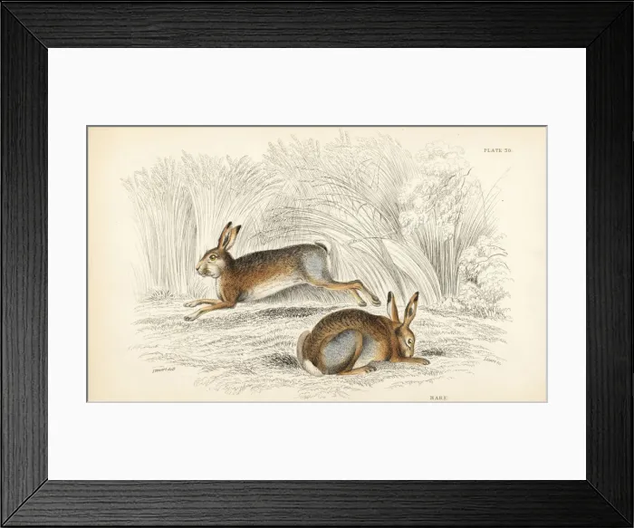 Framed Print : Hare, Lepus timidus Framed Print : Hare, Lepus timidus