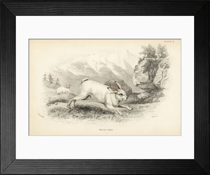 Framed Print : Hare, Lepus timidus in winter pelage Framed Print : Hare, Lepus timidus in winter pelage