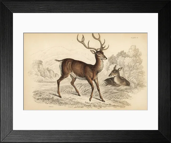 Framed Print : Red deer stag, Cervus elaphus Framed Print : Red deer stag, Cervus elaphus