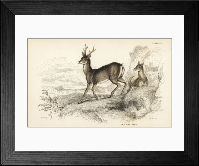 Framed Print : European roe deer, Capreolus capreolus Framed Print : European roe deer, Capreolus capreolus