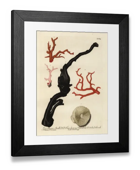 Framed Print : Black and red corals and a mushroom coral, Fungia fungites Framed Print : Black and red corals and a mushroom coral, Fungia fungites