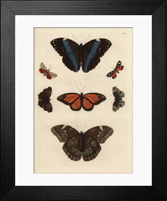 Framed Print : Varieties of butterflies including a swallowtail Framed Print : Varieties of butterflies including a swallowtail