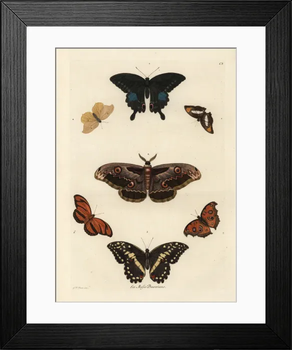 Framed Print : Varieties of butterflies including a swallowtail Framed Print : Varieties of butterflies including a swallowtail
