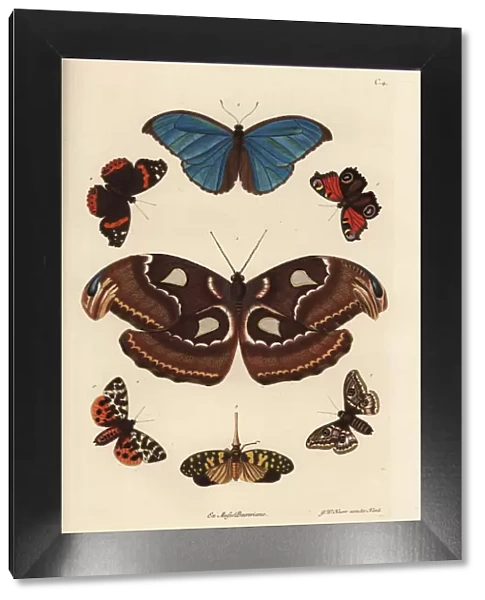 Atlas moth, blue morpho, lanternfly, and European