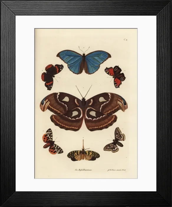 Framed Print : Atlas moth, blue morpho, lanternfly, and European Framed Print : Atlas moth, blue morpho, lanternfly, and European