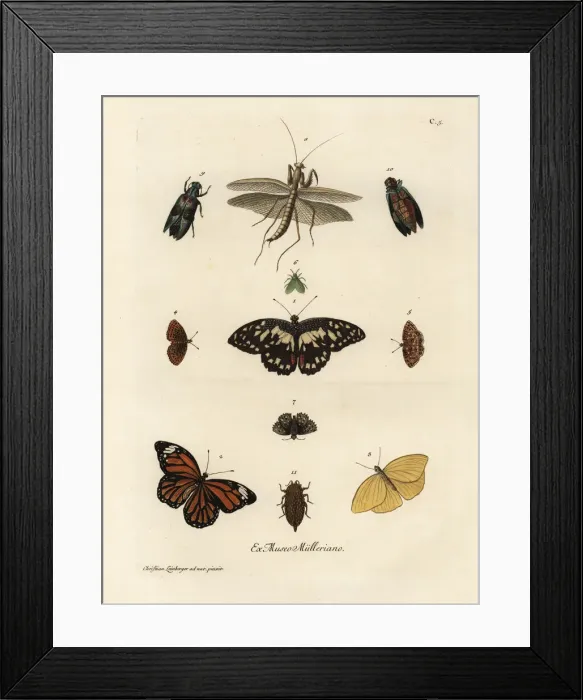 Framed Print : Varieties of butterflies, moths and insects Framed Print : Varieties of butterflies, moths and insects