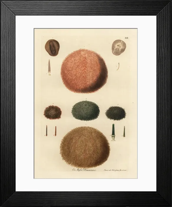 Framed Print : Varieties of sea urchins and spines Framed Print : Varieties of sea urchins and spines