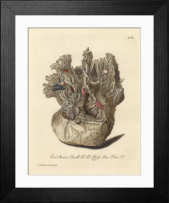 Framed Print : Nest of sponge coral, Halcyonium durum, Geodia cydonium? Framed Print : Nest of sponge coral, Halcyonium durum, Geodia cydonium?