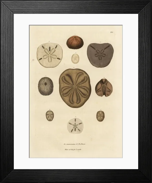 Framed Print : Varieties of sea urchins and spines Framed Print : Varieties of sea urchins and spines
