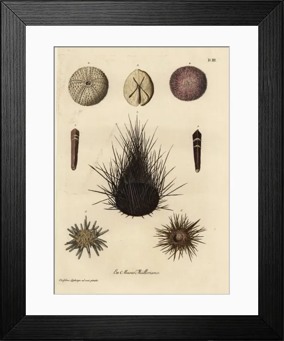Framed Print : Varieties of sea urchins Framed Print : Varieties of sea urchins