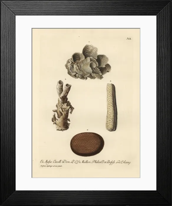 Framed Print : Coral species Framed Print : Coral species