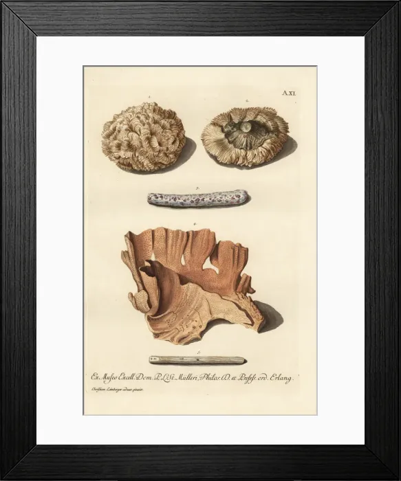 Framed Print : Coral species Framed Print : Coral species
