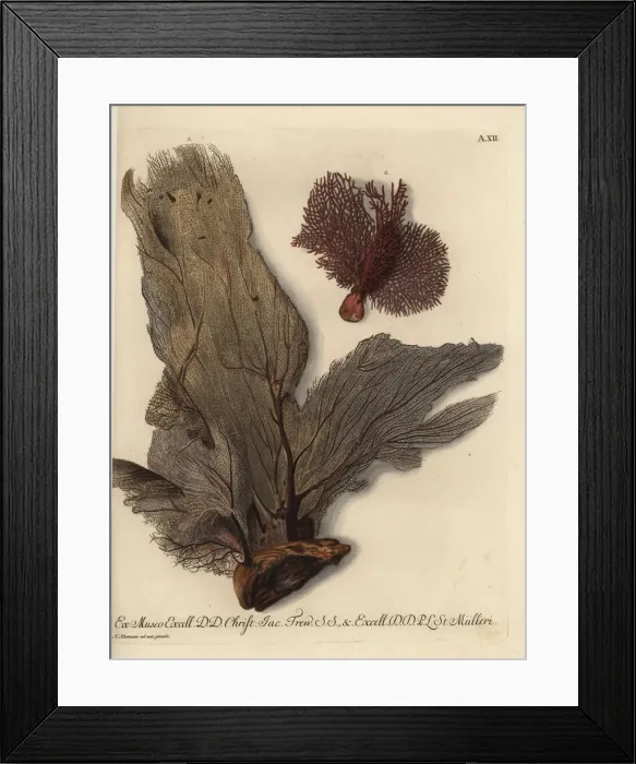 Framed Print : Venus fan coral and reticulated red coral Framed Print : Venus fan coral and reticulated red coral