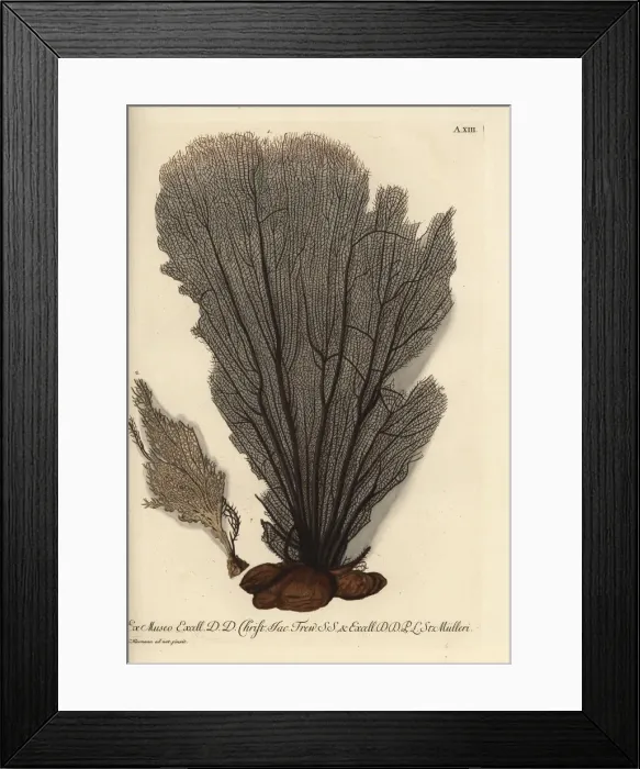 Framed Print : Seaweed without coral bark 1, and smaller Framed Print : Seaweed without coral bark 1, and smaller