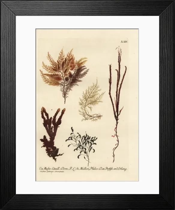 Framed Print : Sea fan, sea moss and sea fir corals Framed Print : Sea fan, sea moss and sea fir corals
