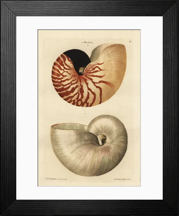 Framed Print : Chambered or great nautilus shell, Nautilus pompilius Framed Print : Chambered or great nautilus shell, Nautilus pompilius