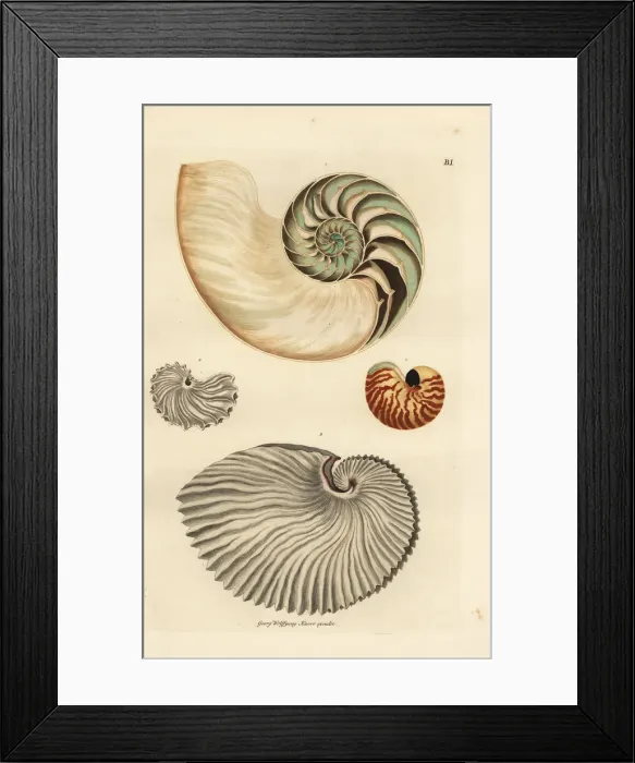Framed Print : Nautilus, Nautilus pompilius, and greater Framed Print : Nautilus, Nautilus pompilius, and greater