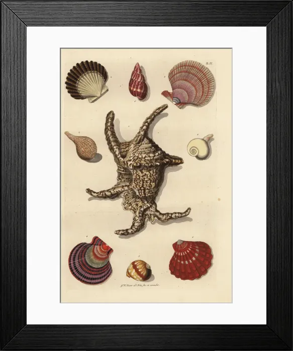 Framed Print : Chiragra spider conch, scallop, whelk, sea snail, etc Framed Print : Chiragra spider conch, scallop, whelk, sea snail, etc