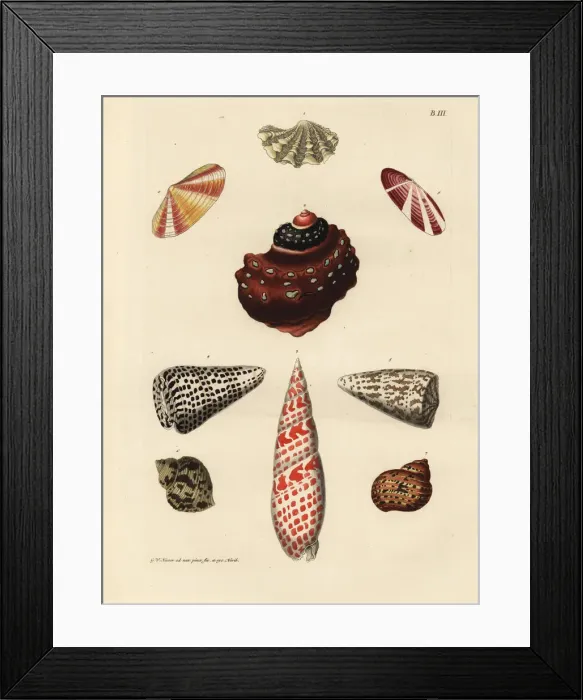 Framed Print : Jewel box clam, embossed horn, miter, volute Framed Print : Jewel box clam, embossed horn, miter, volute