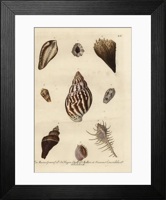 Framed Print : Various shell specimens Framed Print : Various shell specimens