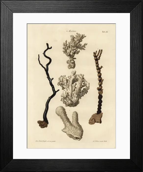 Framed Print : Coral species Framed Print : Coral species