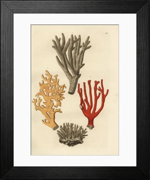 Framed Print : Coral species Framed Print : Coral species